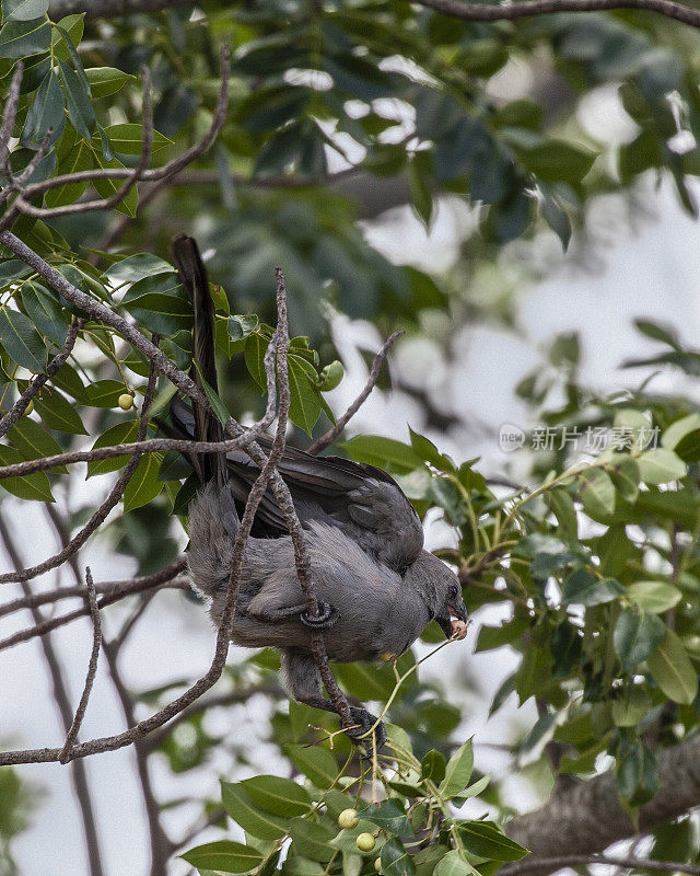 灰色消失鸟。又名Grey Lourie, Kruger NP，南非